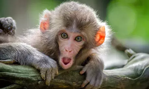 Monkey Attack child, Monkey Attack on child in Mahabubabad, Monkey Attack,