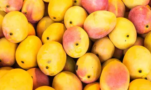 Mango yield, Andhra Pradesh, mango news, Mango lovers