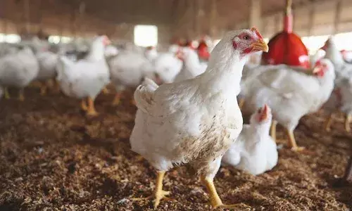 బర్డ్ ఫ్లూ కలకలం.. చికెన్ విక్రయాలపై నిషేదం..!