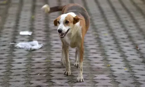 Delhi news, National News, Stray dog, Crime news