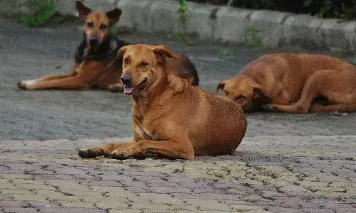 Hyderabad, Stray dog attack, Stray dog