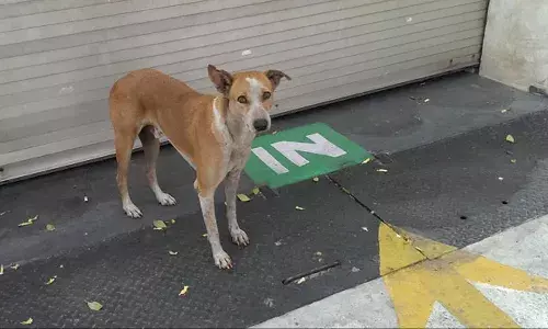 stray dogs, Rajasthan, Sirohi District, National news