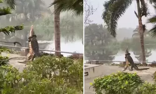 Reptiles Fight,  IIM Kolkata