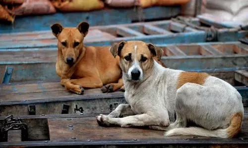 Delhi , stray dog, Indrapuri