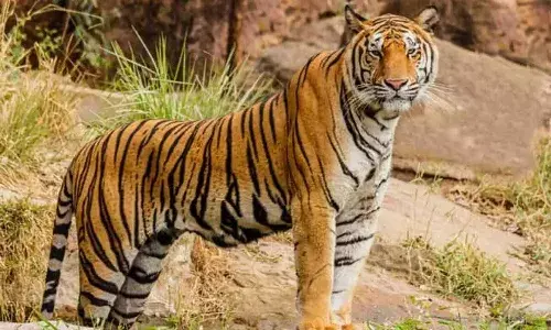 Tiger cubs, Nandyala district