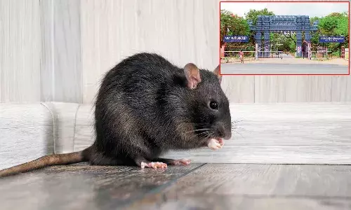 Rats ,  Kakatiya University ,Warangal