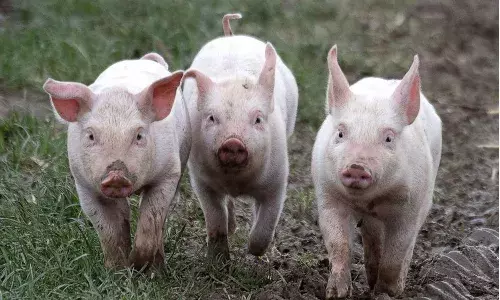 Pigs, Penuganchiprolu