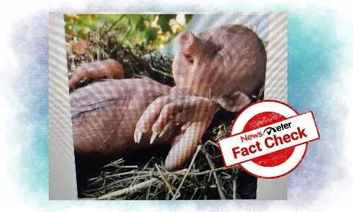 FactCheck : మనిషికి-పందికి హైబ్రిడ్ ను సృష్టించారా..?