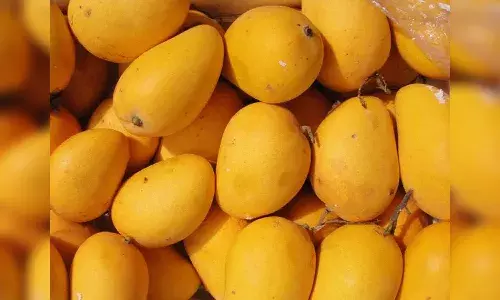 Hyderabad, Mangoes, unseasonal rains, hailstorms