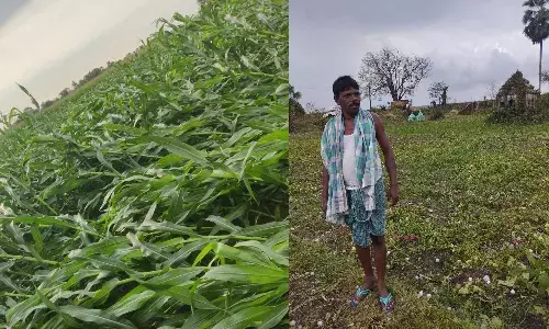 Unseasonal rains, crop damage, Telangana