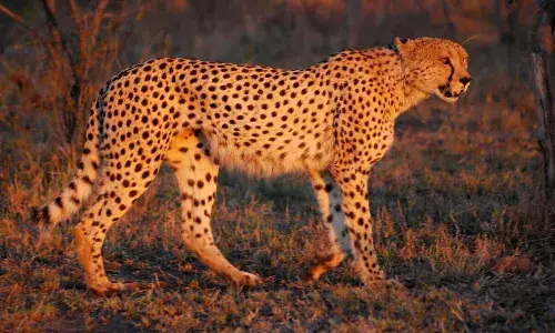 Hyderabad,nehru zoological park,Saudi Arabia