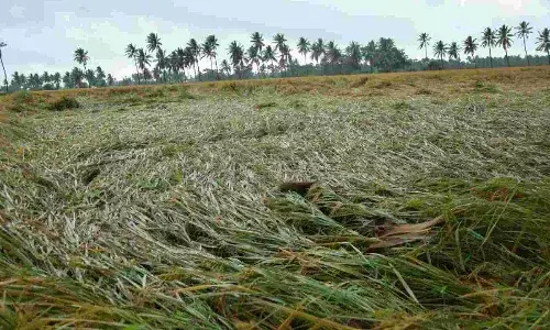 Andhra Pradesh, Crops , Rains