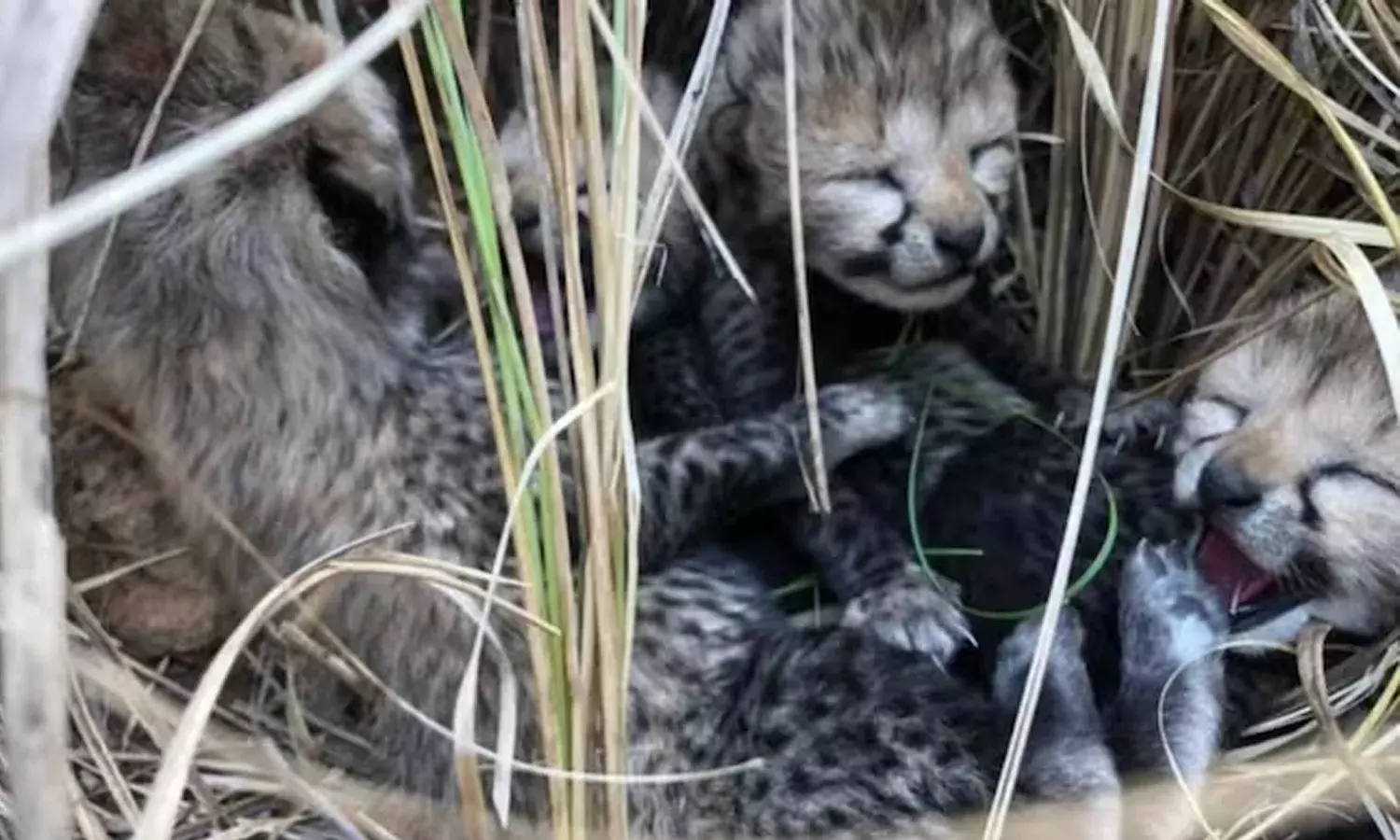 Kuno National Park, Namibian cheetah