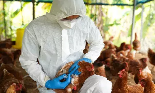 Chile, human Bird Flu, H5N1 Bird Flu, internationalnews