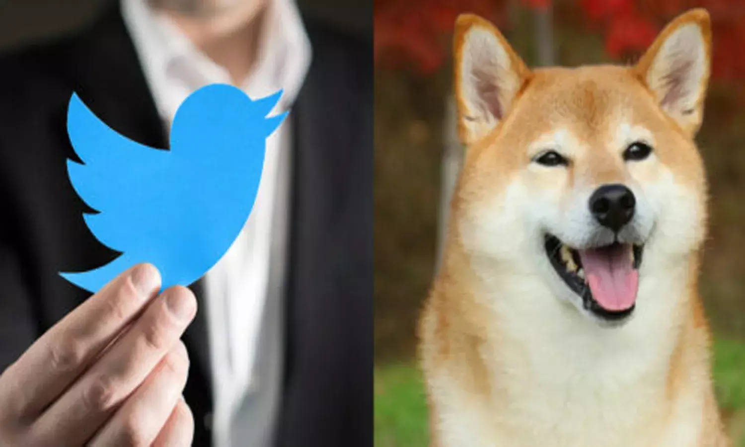 Twitter logo, shiba inu