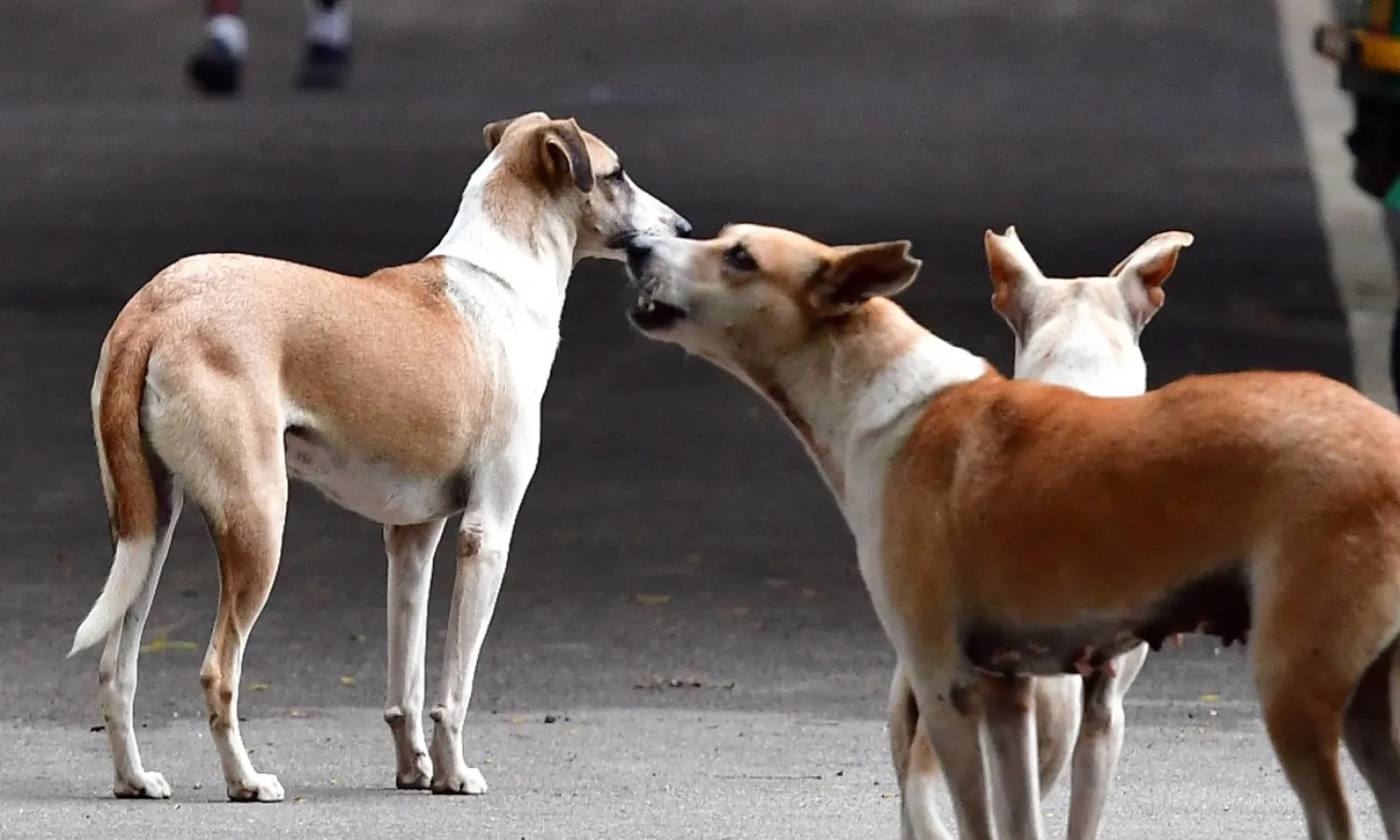 Stray dogs, Siddipet , Additional Collector