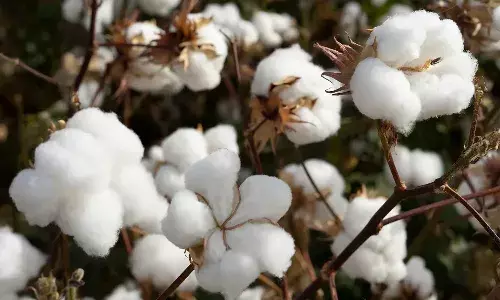 Telangana, cotton production, South India