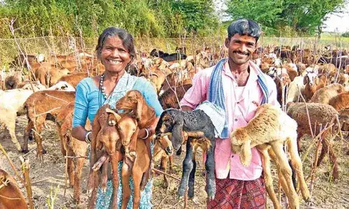 Telangana government,  sheep units, beneficiaries