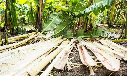 Banana farmers , banana waste, earn money, farmers