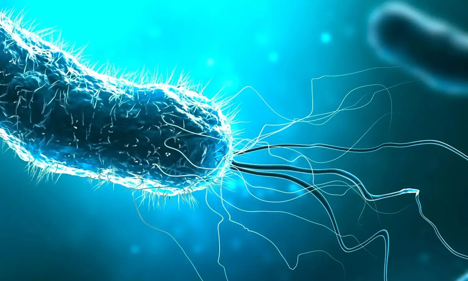 Flesh Eating Bacteria , united states, Vibrio vulnificus, Internationalnews