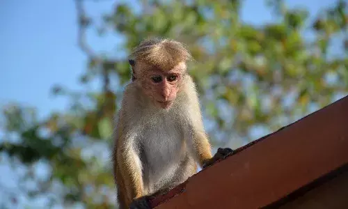 Sri Lanka,  China,  monkeys