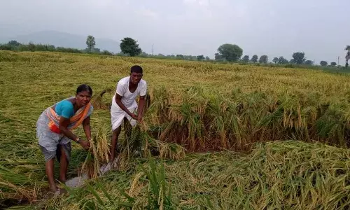 Telangana CS, District Collectors,  crop damage report