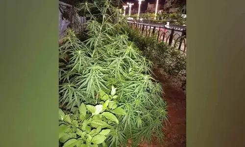 Ganja plant, Kothagudem, municipal garden