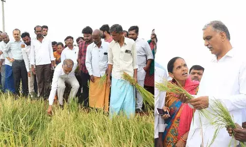 Minister Harish Rao, Siddipet , crop loss, Telangana