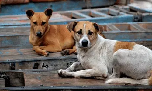 GHMC, dogs, private medical officers, Hyderabad