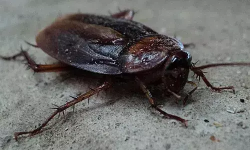 Cockroach , chicken biryani , Hyderabad restaurant