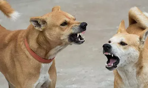 stray dogs, Uttar Pradesh, CB Ganj area