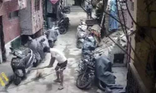Delhi , stray dog,  crime news