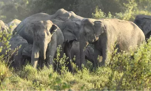 elephants, Chittoor, Four elephants died, electric shock