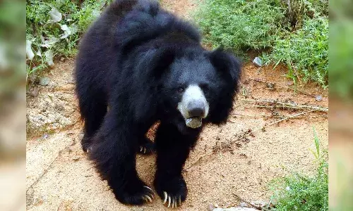 Bear, residential colony, Suryapet