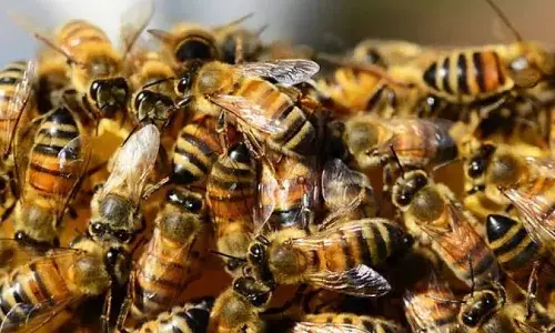 Honeybees attack, devotees, VRO died, Nandyal
