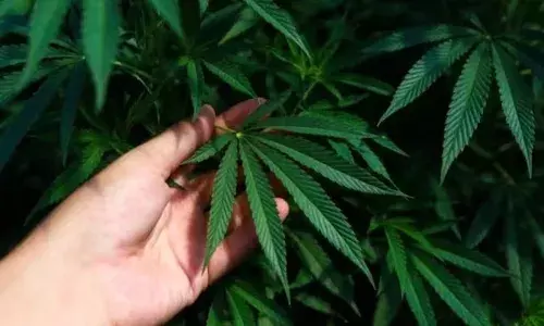 Hyderabad , ganja, Vanasthalipuram, ganja plants