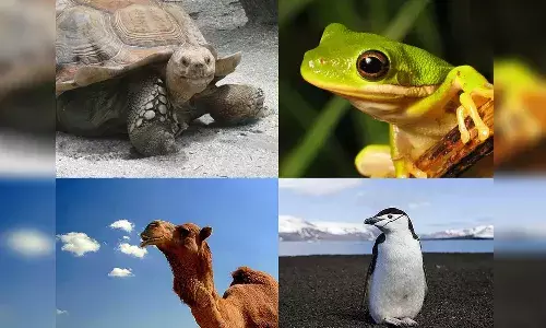 animals, food,  snake, Interesting news, international news