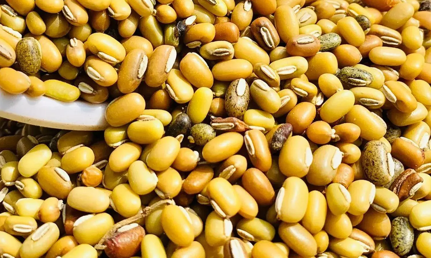 Bobbarlu, Alasadalu, health benefits