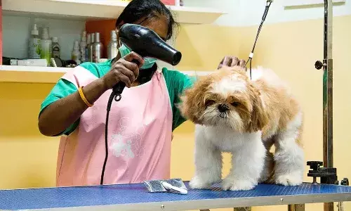 pets business, India, business, Food business