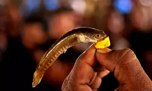 fish prasadam, Nampally exhibition ground, Hyderabad, Battini Brothers