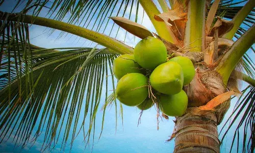 coconut facts, coconut, Health benefits
