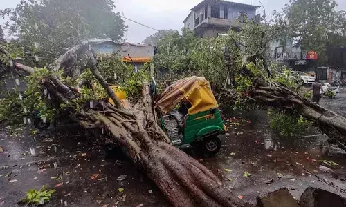 Woman killed, tree falls on bike, winds, Gujarat