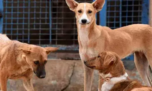 Dogs, child, Kamareddy district, Telangana, toddler