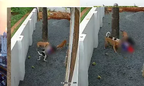 Dogs Attack 9 Years Girl Kerala