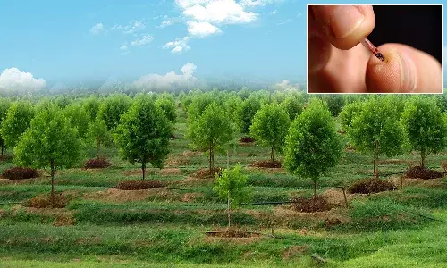 Telangana, Forest Department, microchips, Shrigandham trees