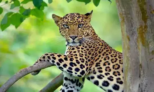 Leopard attack, Tirumala Leopard attack, TTD vigilance