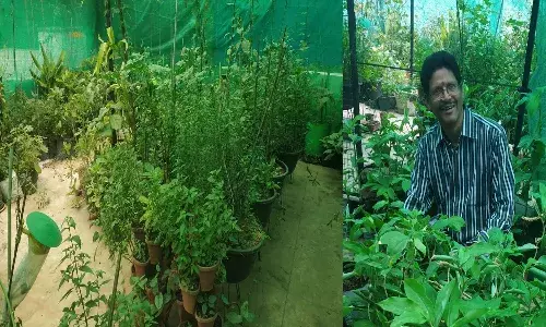 Plantation, Diabetes, Sandeep, Software Engineer