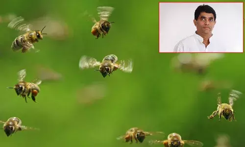 AP: మంత్రి బుగ్గన బృందంపై తేనెటీగల దాడి.. 70 మందికి గాయాలు