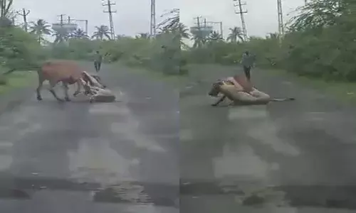 Farmer, Save ox, Lion, Attack, Gujarat, viral Video,