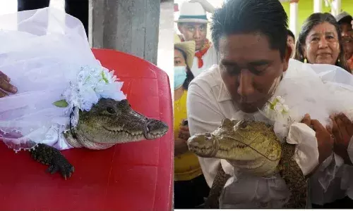 mexican mayor, married, alligator, Viral video,